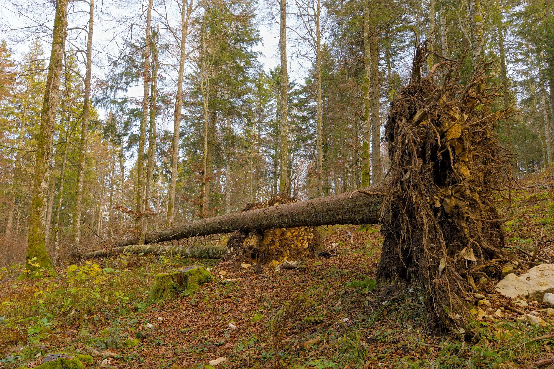 Enlèvement arbre urgence à Reims
